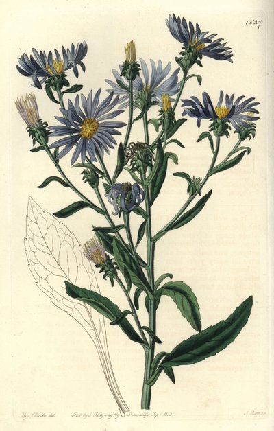 Aster spettacolare da Sydenham Teast Edwards