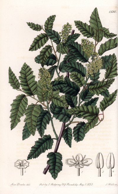 Schinus latifolia, varietà di pepe da Sydenham Teast Edwards