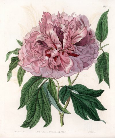 Peonia arbustiva o peonia delle pecore - Tavola incisa da S. Watts, da un