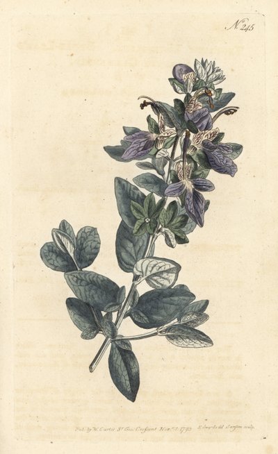 Teucrio fruticans (Teucrium latifolium) da Sydenham Teast Edwards