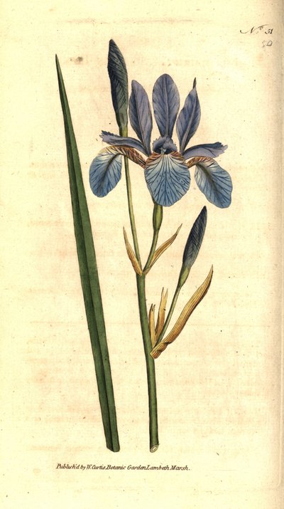 Iris siberiano, Iris sibirica da Sydenham Teast Edwards