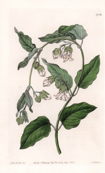 Portaseta Araujia - Tavola incisa da S. Watts, da un