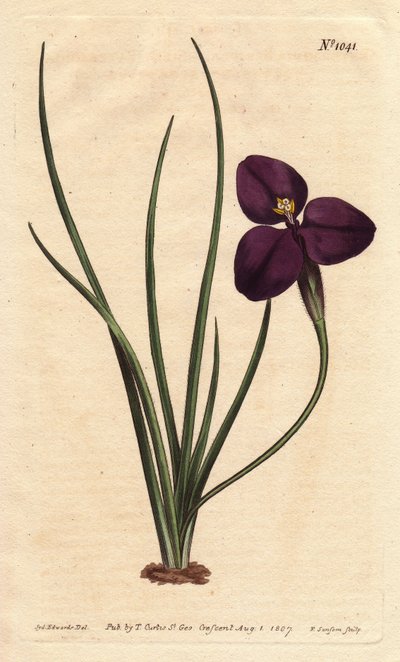 Patersonia setosa con fiore viola scuro (incisione di S.Watts, illustrazione di Sarah Anne Drake, dal Botanical Register di Sydenham Edwards) da Sydenham Teast Edwards