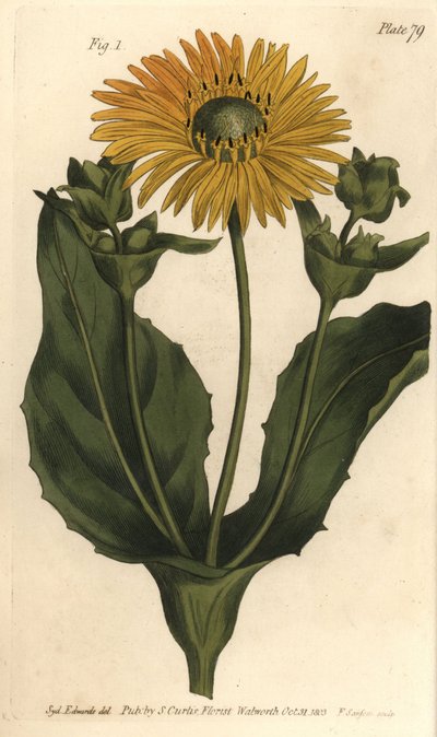 Silphium o rosinweed, Silphium asteriscus da Sydenham Teast Edwards