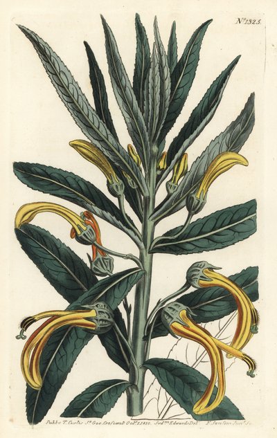 Siphocampylus giganteus, in pericolo (Lobelia gigantea). Incisione a mano colorata a rame di F. Sansom Jr. da un