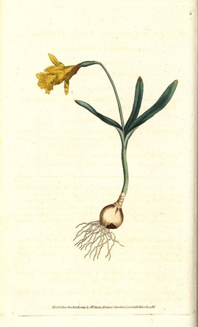 Narciso piccolo (incisione a mano colorata di James Sowerby dal The Botanical Magazine di William Curtis) da Sydenham Teast Edwards
