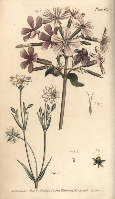 Saponaria, Saponaria officinalis da Sydenham Teast Edwards