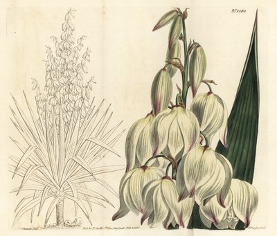 Pugnale spagnolo o superba ago di Adamo, Yucca gloriosa da Sydenham Teast Edwards
