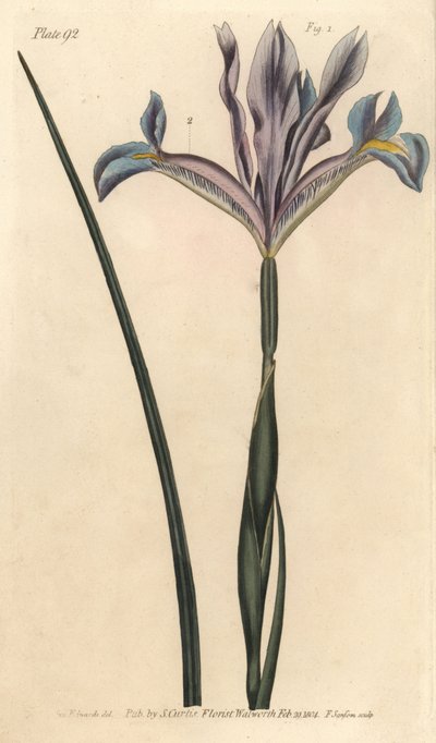 Iris spagnolo, Iris xiphium da Sydenham Teast Edwards