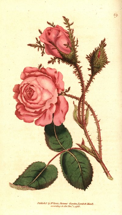 Rosa scintillante - Rosa muscosa da Sydenham Teast Edwards