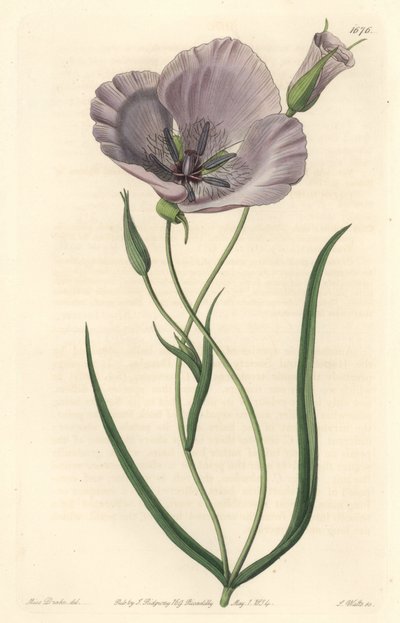 Splendido calochorte (splendido mariposa), nativo della California - Calochortus splendens, nativo della California - Incisione a mano colorata a rame di S. Watts da un