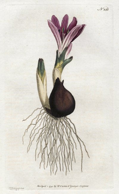 Bulbocodio primaverile o campanella da Sydenham Teast Edwards