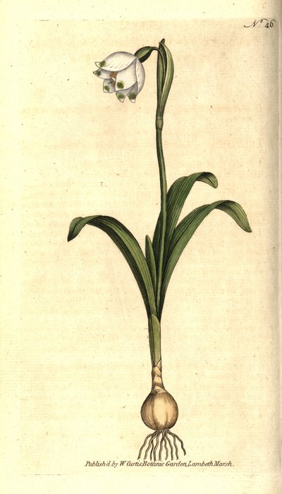 Leucojum vernum da Sydenham Teast Edwards