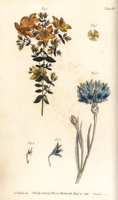Iperico, Hypericum perforatum da Sydenham Teast Edwards