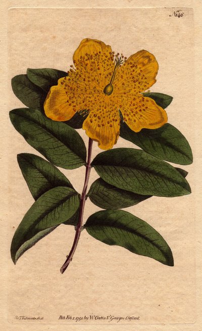 Iperico a fiori larghi, Hypericum calycinum da Sydenham Teast Edwards