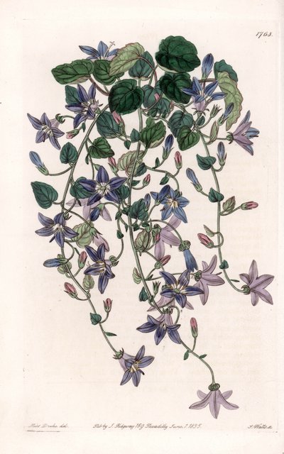Campanula stellata da Sydenham Teast Edwards