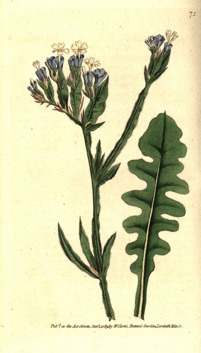 Limonium sinuatum da Sydenham Teast Edwards