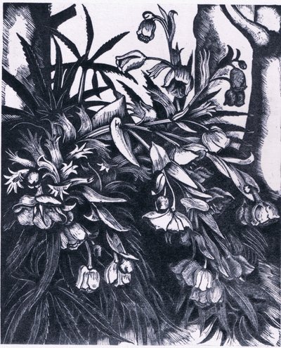 Elleboro puzzolente, Natura in Gran Bretagna pubblicata da Collins da Sydenham Teast Edwards