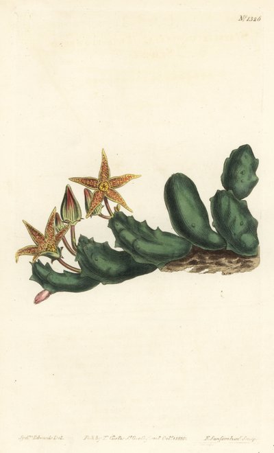 Stisseria geminata (Stapelia geminata). Incisione a mano colorata a rame di F. Sansom Jr. da un