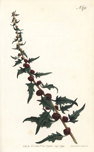 Spinacio fragola in baguette - Chenopodium foliosum da Sydenham Teast Edwards