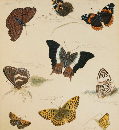 Studi di farfalle e insetti da Sydenham Teast Edwards