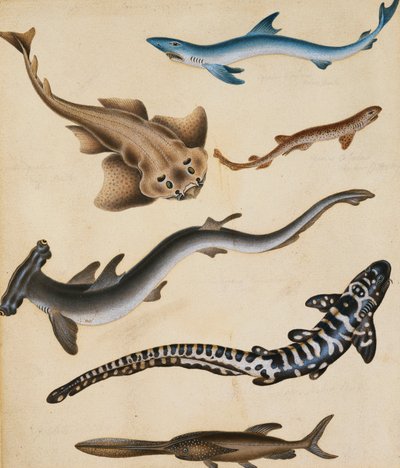Studi di pesci tra cui squalo, luccio, carpa e orata da Sydenham Teast Edwards