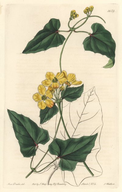 Stygmaphyllon, nativa del Sud America da Sydenham Teast Edwards