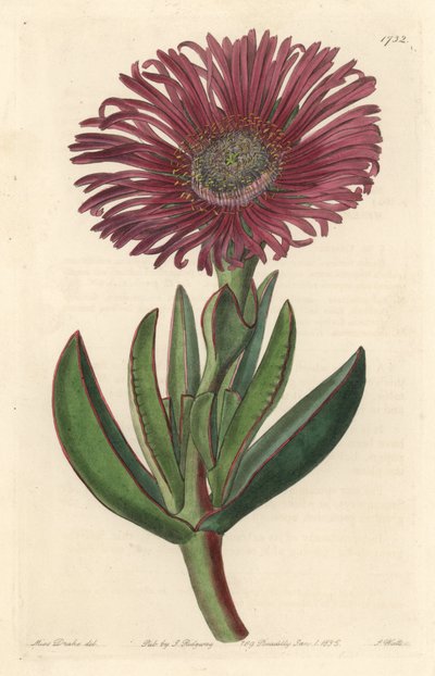 Pianta succulenta Carpobrotus, nativa del Sudafrica da Sydenham Teast Edwards