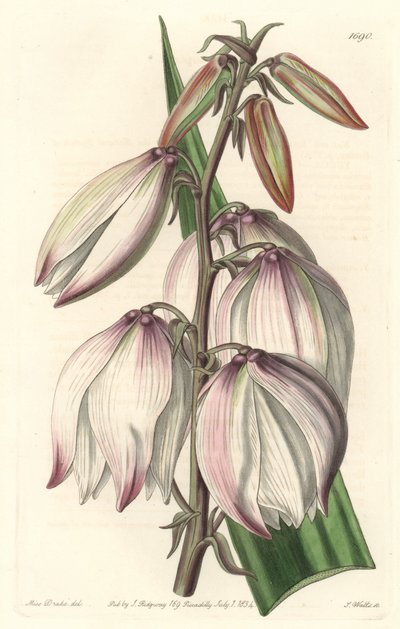 Superba Yucca da Sydenham Teast Edwards