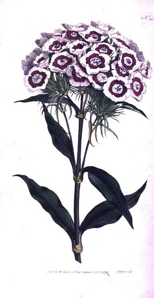 Garofano dei Poeti o Garofano Barbuto (Dianthus barbatus), tavola 205 da 