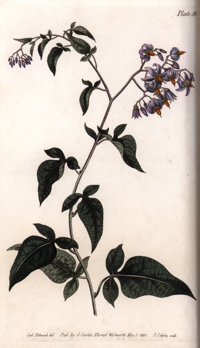 Dolce amaro o amaro dolce (incisione colorata di Sydenham Edwards per le Conferences of Botanical, Botanical Garden of Lambeth) da Sydenham Teast Edwards