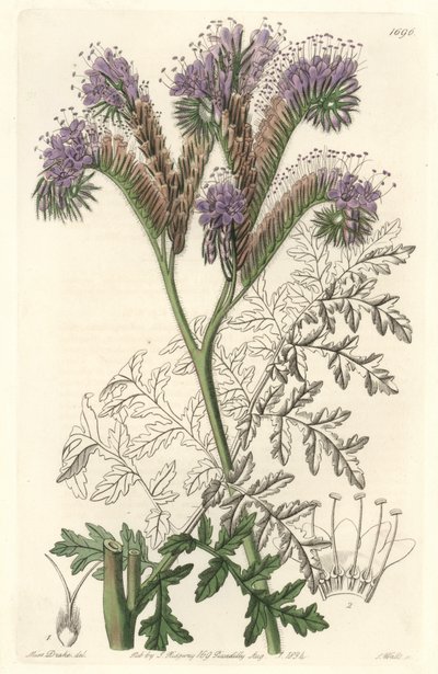 Phacelia a foglia di tanaceto, originaria della California - Acquaforte di S. Watts da un