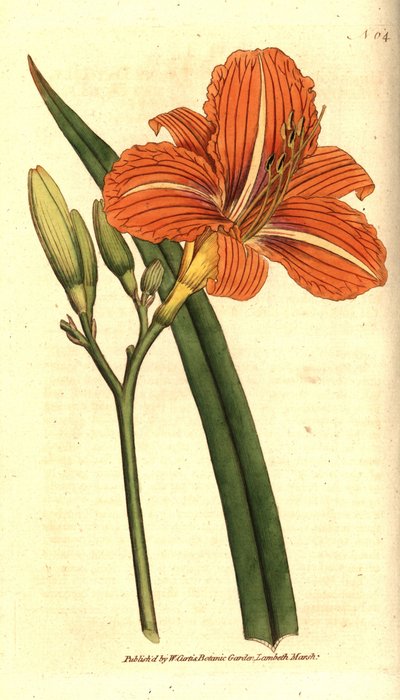 Hemerocallis fulva da Sydenham Teast Edwards