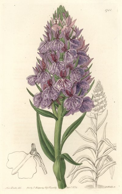 Orchidea terrestre, endemica dell