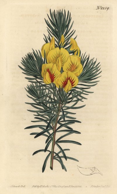 Cotter o cespuglio di miele da Sydenham Teast Edwards