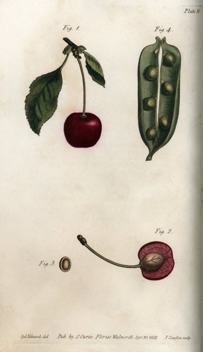 Il pericarpo del pisello (leguminoso) e sezione del frutto del ciliegio (o ciliegio selvatico o degli uccelli) da Sydenham Teast Edwards