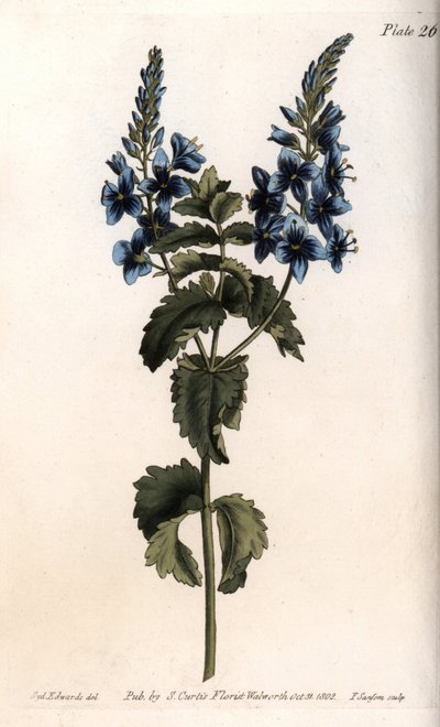 Veronica piccola quercia o falso germandree da Sydenham Teast Edwards