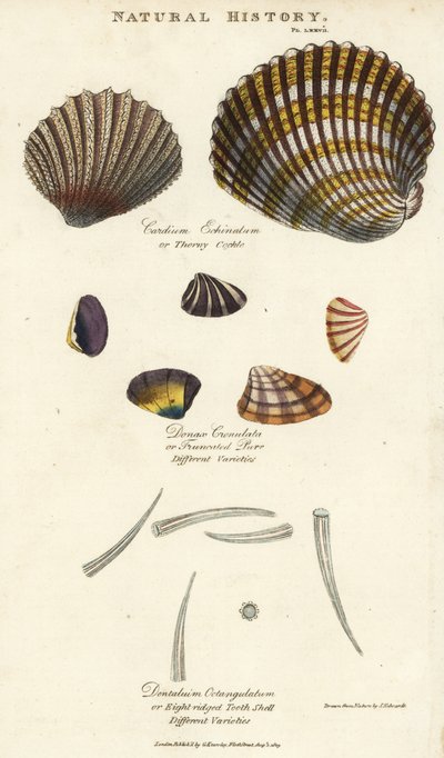 Cardium echinatum, Donax crenulata e Dentalium octangulatum da Sydenham Teast Edwards