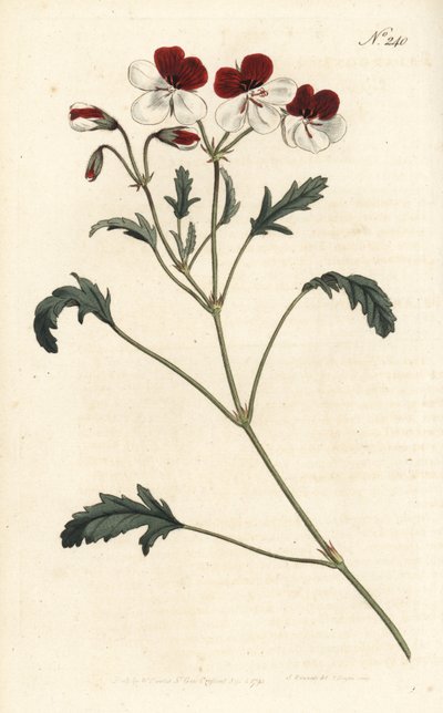Geranio tricolore, Pelargonium tricolor da Sydenham Teast Edwards