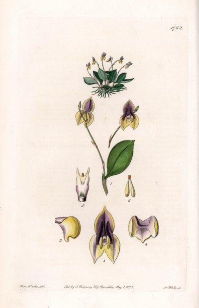 Tre denti Lepanthe - Tavola incisa da S. Watts, da un