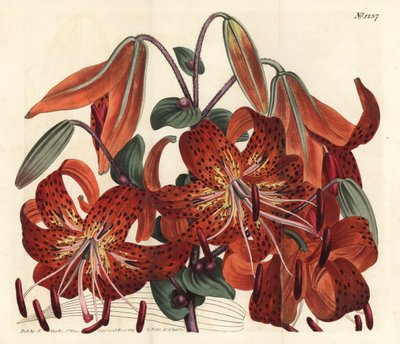 Giglio tigrato, Lilium lancifolium (Giglio cinese maculato, Lilium tigrinum). Incisione a mano colorata a rame di F. Sansom Jr. da un