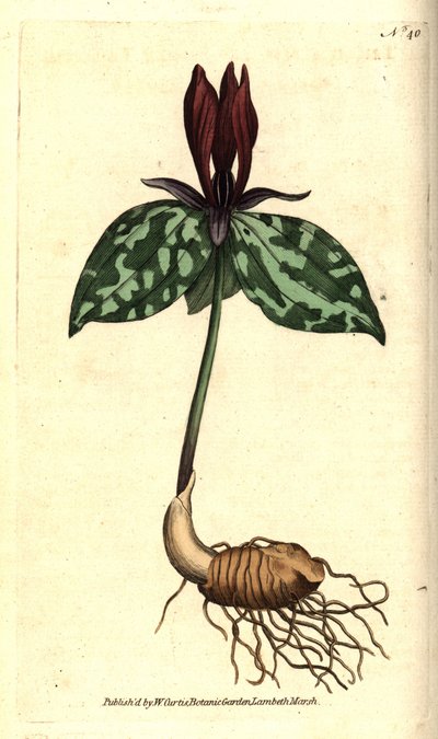 Trillium sessile da Sydenham Teast Edwards