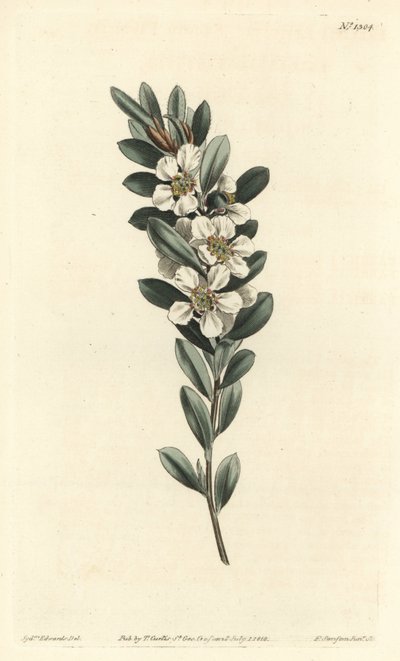 Albero del tè o mirto australiano - Albero del tè costiero, Leptospermum laevigatum da Sydenham Teast Edwards