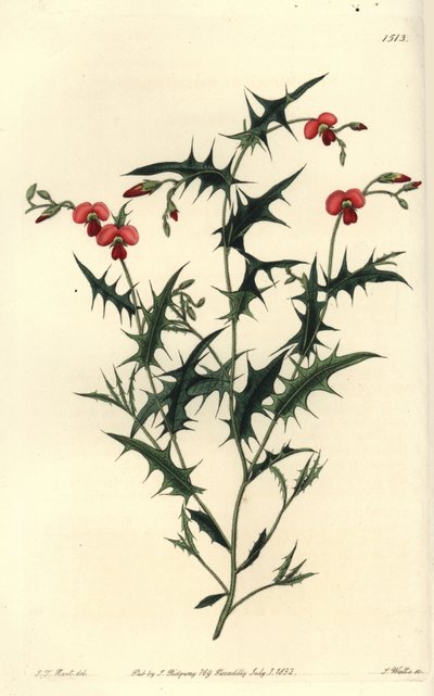Chorozema triangolare, Chorozema triangulare da Sydenham Teast Edwards