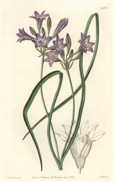 Triteleia o brodiacea lache da Sydenham Teast Edwards