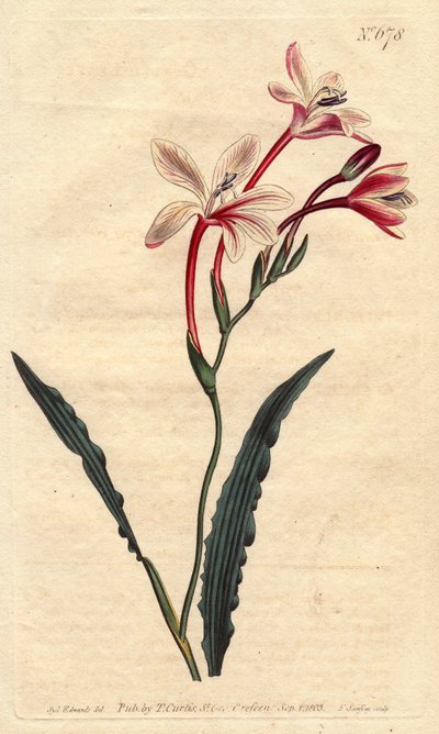 Tritonia crispa da Sydenham Teast Edwards