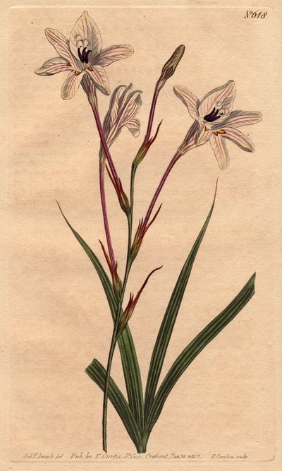 Tritonia a lungo tubo, con steli rosa e fiori bianchi venati di rosa da Sydenham Teast Edwards