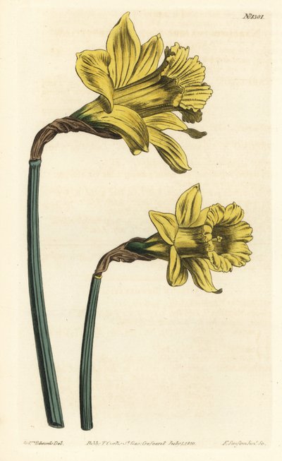 Narciso a tromba, Narcissus hispanicus (Narciso spagnolo grande giallo, Narcissus major). Incisione a mano colorata a rame di F. Sansom Jr. da un