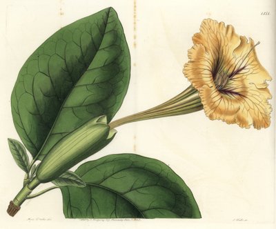Solandra guttata da Sydenham Teast Edwards
