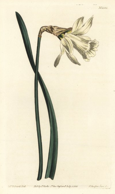 Narciso a tromba - Narciso spagnolo bianco più piccolo, Narcissus pseudonarcissus subsp. moschatus da Sydenham Teast Edwards